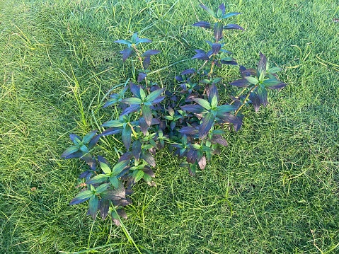 Leafy plants of purple color