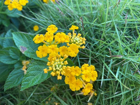 Lantana flower is a type of flowering plant of the family Verbenaceae