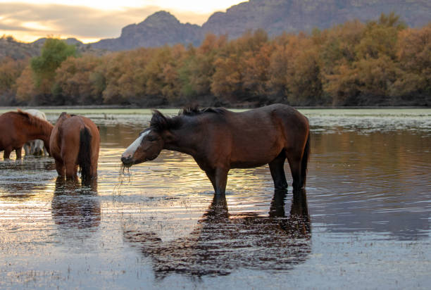 istock Wild horse sorrel chestnut stallion shaking his head while feeding on eel grass in the Salt River near Mesa United States 2014400837
