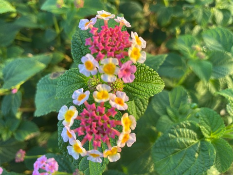 Lantana flower is a type of flowering plant of the family Verbenaceae