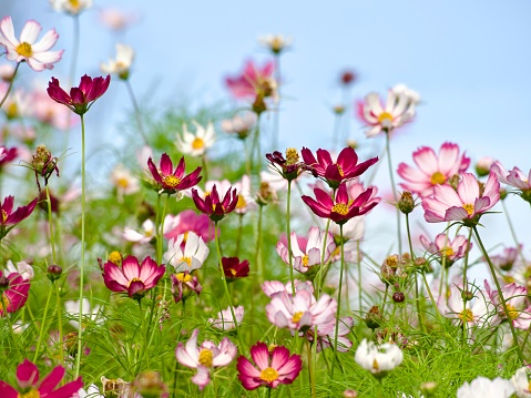 Horizontal closeup photo of masses of green leaves and pink toned Cosmos flowers growing in an organic garden under a blue sky in Summer. Soft focus background.