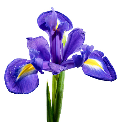 Beautiful Dutch iris isolated on white background. Flower head close-up.