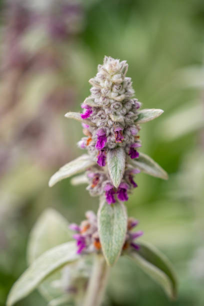 istock Closeup of woolly hedgenettle flower 2014405475