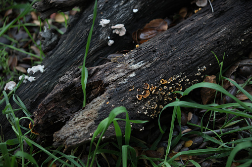 Cup fungi decomposes a rotting log along the Big Dalton Wash Trail in South Hills Park of Glendora, California.