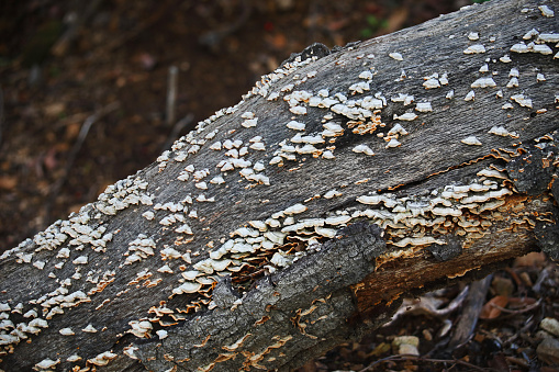 Shelf fungi decomposes a rotting log along the Big Dalton Wash Trail in South Hills Park of Glendora, California.