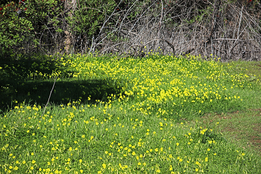 A bed of invasive yellow African wood-sorrel wildflowers along the Wild Iris Trail of South Hills Park in Glendora, California.