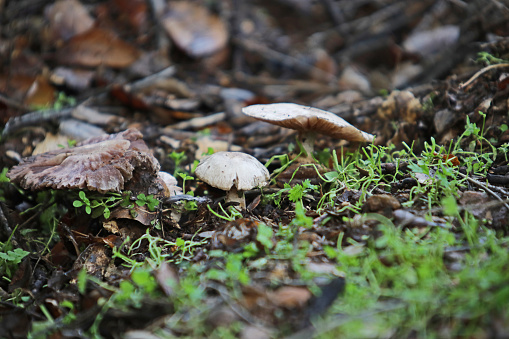 Three ugly mushrooms joined the weeds growing upon the duff along the Mustard Trail of South Hills Park in Glendora, California.