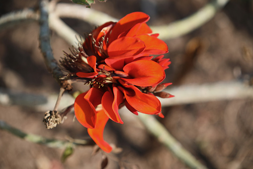 Close-up shot of Coral Tree's brilliant orange colored flower