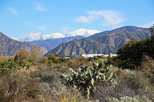 San Gabriel River Basin with rabbit ears cactus surrounded by thick brush vegetation for the foreground and the San Gabriel Mountains with snow covered Mount Baldy and Iron Mountain for the background as seen in Azusa, California.