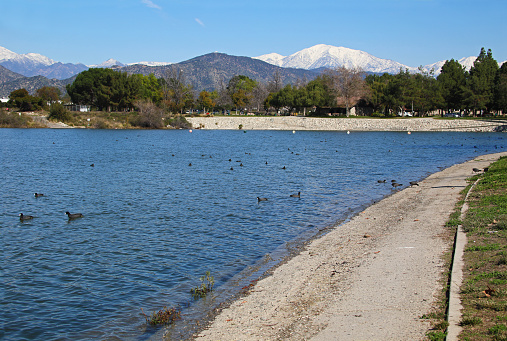 Ducks floating on Santa Fe Dam Lake with snowcapped Mount Baldy for a background.