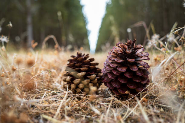 Pine cones on the forest floor.