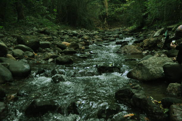 Beautiful forest view. Water stream flowing in the forest. Sakarya, Turkey. 08/29/2017