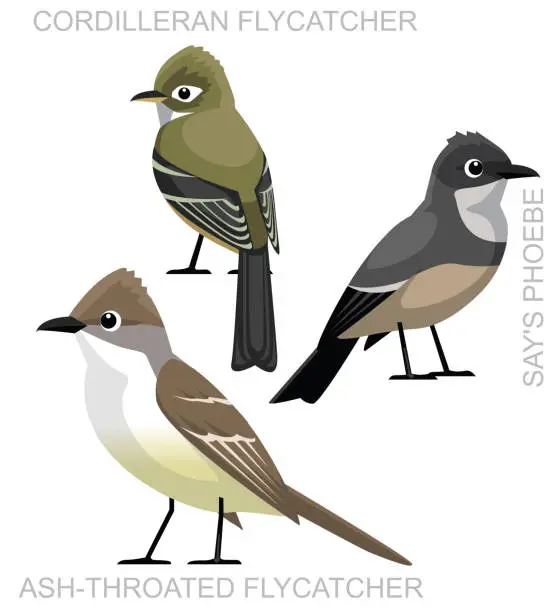 Vector illustration of Bird Flycatcher Phoebe Utah Cartoon Vector