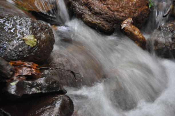 Beautiful forest view. Water stream flowing in the forest. Sakarya, Turkey. 08/29/2017