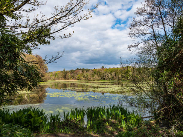 istock Woodland lake 2014441313