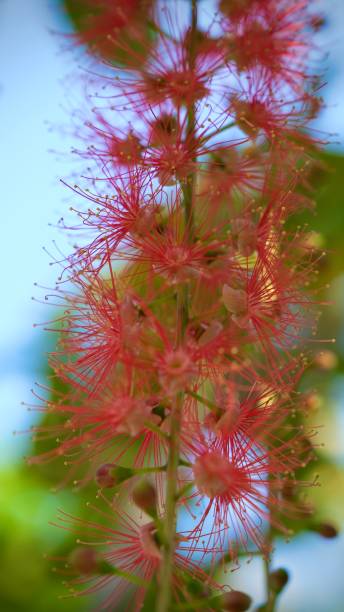 istock Barringtonia acutangula or freshwater mangrove in bloom 2014443422