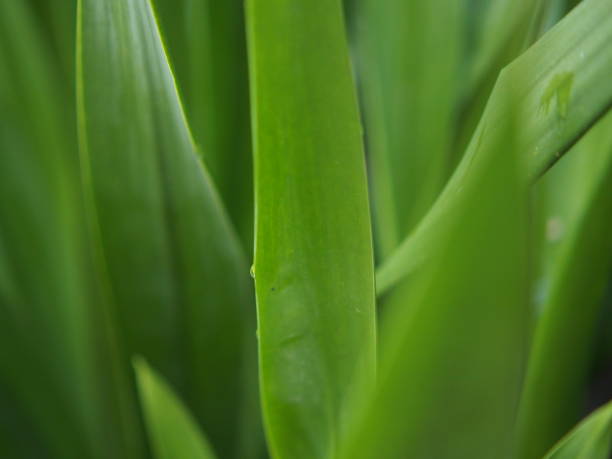 close up nature in asia
