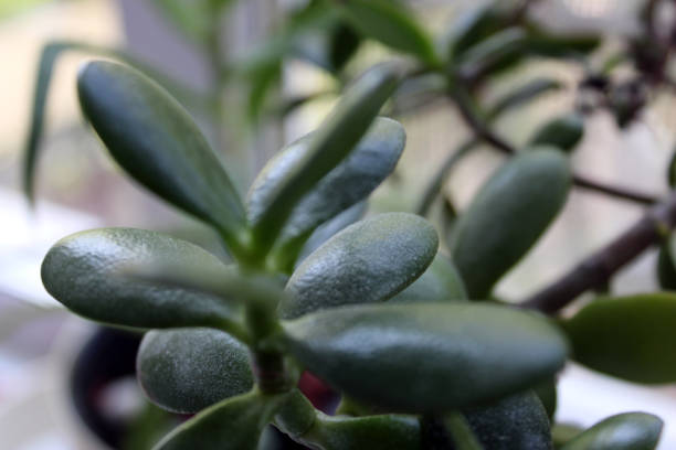 Green leaves of Crassula (money breadfruit). Croup