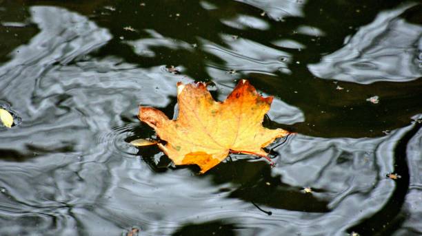 istock autumn yellow-orange leaf floating in the river, nature nostalgia 2014486497