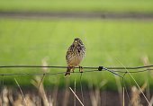little bird sitting on a mesh fence in a meadow on a beautiful sunny spring day