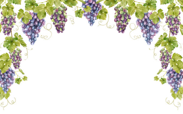 Frame of bunch red grapes with leaves. Template of vine. Isolated watercolor illustrations for the design of labels of wine, grape juice and cosmetics, wedding cards, stationery, greetings cards Frame of bunch red grapes with leaves. Template of vine. Isolated watercolor illustrations for the design of labels of wine, grape juice and cosmetics, wedding cards, stationery, greetings cards vineyard wine frame vine stock illustrations