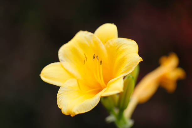 Planted in flowerbed near road.