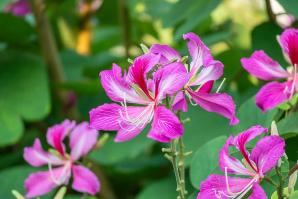 istock Pink Bauhinia flower blooming on tree close up 2014503777