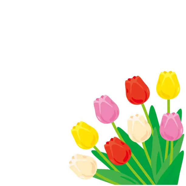 Vector illustration of Tulip background