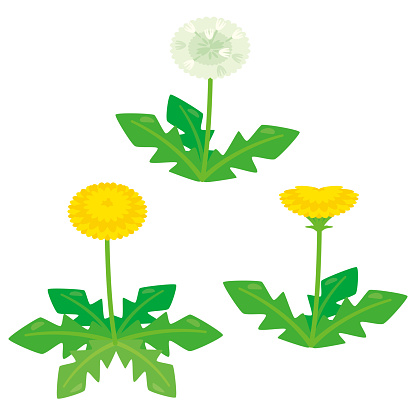 Dandelion set