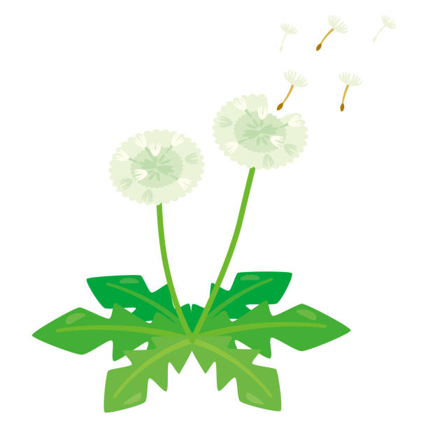 ilustraciones, imágenes clip art, dibujos animados e iconos de stock de dandelion fluff - breeze