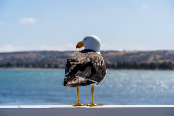 Pacific gull (Larus pacificus) on the Granite Island causeway, Victor Harbor, South Australia