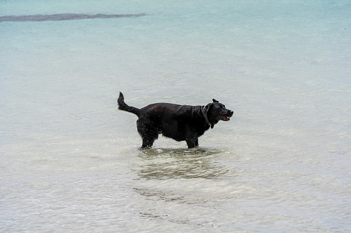 Dog wading at Emu Bay beach, Kangaroo Island, South Australia