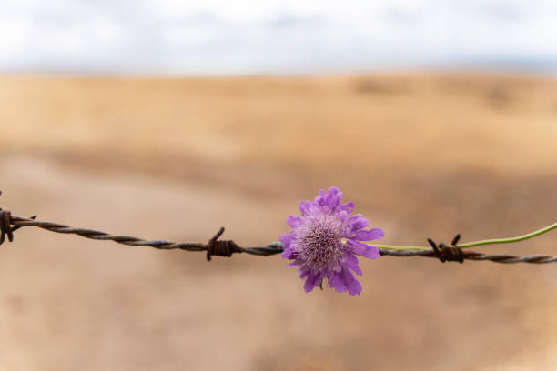 Purple flower on barbed wire with out of focus background
