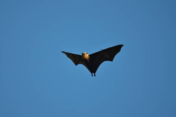 Flying Foxes take flight at dusk near labuan Bajo
