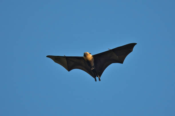 Fruit bat, flying fox flying on hot sunny day, blue sky, Mahe, Seychelles