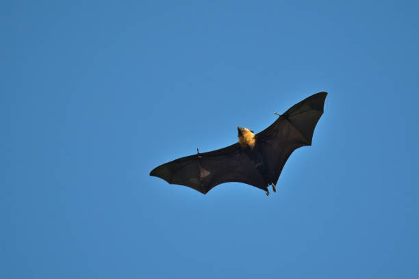 istock Fruit bat, flying fox flying on hot sunny day, blue sky 2014540997