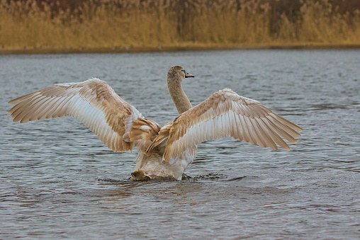 A young swan shows off its wingspan. A large bird stands vertically on the water. Romantic portrait of a magnificent swan. Wildlife scene. Close-up.