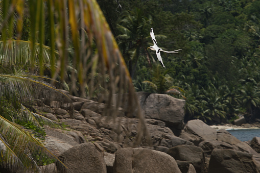Native White-tailed tropic bird flying over the ocean near granite rocks and palm trees, Mahe, Seychelles.1