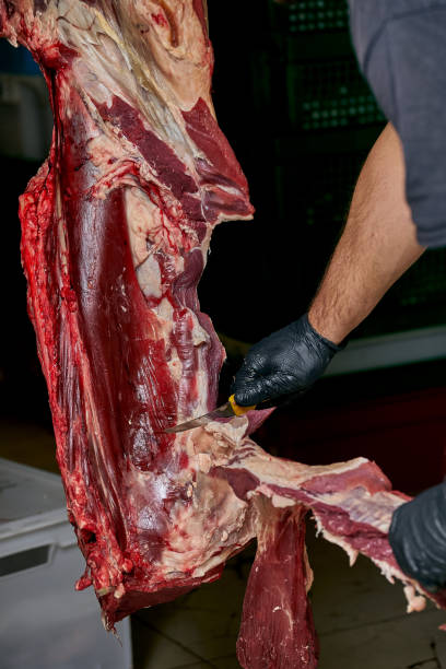 istock Butcher cutting cow meat in storage with a knife 2014555678