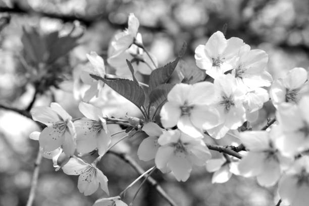 Black and white photo. Blossoming cherry branch in spring