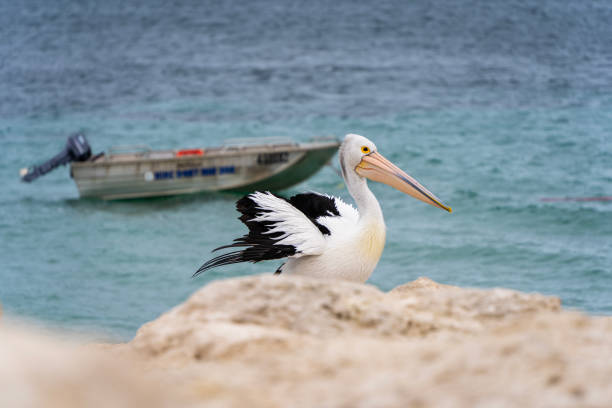 Pelican waiting for fish on the shore. Emu Bay, Kangaroo Island, South Australia.