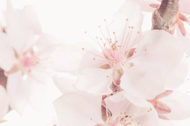 prunus mume