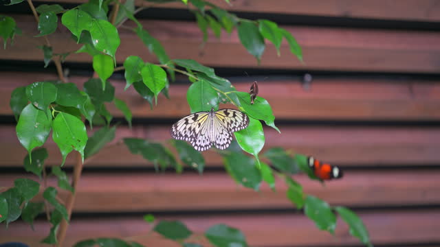Closeup macro view of tropical butterfly of jungle - Heliconius melpomene rosina, Papilio lowi, Papilio demoleus, Monarch butterfly (danaus plexippus) on the green leaves.