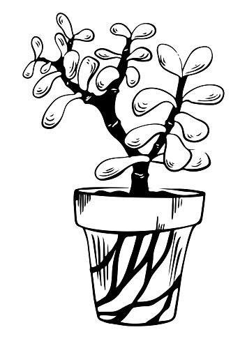 Potted houseplant crassula ovata vector illustration. Succulent outline style. Isolated on white background. Vector illustration