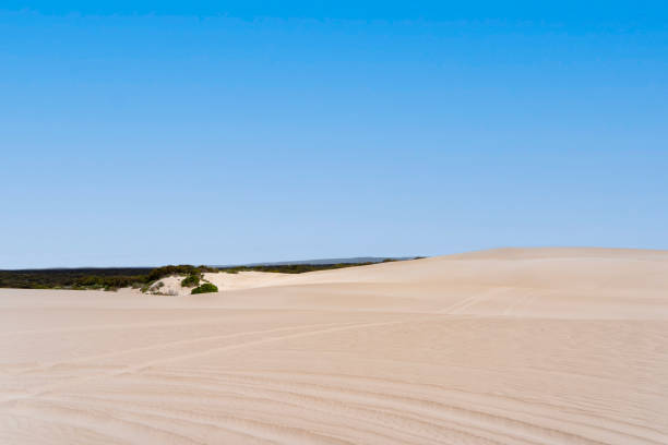 istock Sand dune in Little Sahara, Kangaroo Island 2014613201
