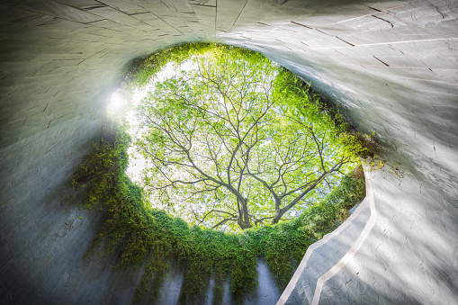 Fort Canning Tree Tunnel, Singapore