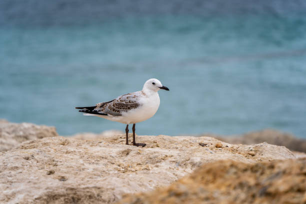 Seagull waiting for fish on the shore. Emu Bay, Kangaroo Island, South Australia.