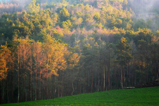 colorfull trees on the field when summer days