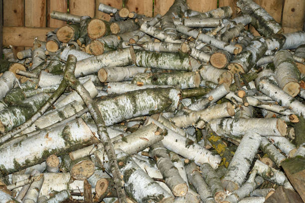 Birch firewood for fireplace cut into pieces close up isolated