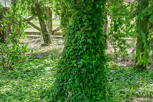 Common ivy, green leaves surround a tree in the garden